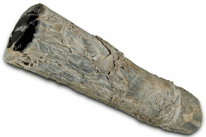 Long Petrified Wood (Schinoxylon) Limb - Blue Forest, Wyoming #326692